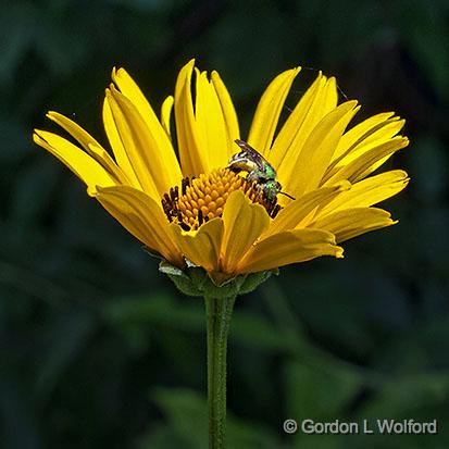 Yellow Flower, Green Bee_01283.jpg - Photographed at Smiths Falls, Ontario, Canada.